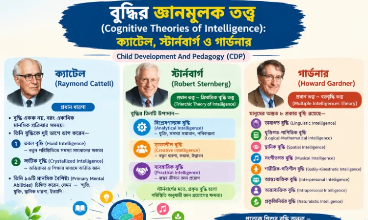 বুদ্ধির জ্ঞানমূলক তত্ত্ব (Cognitive Theories of Intelligence): ক্যাটেল, স্টার্নবার্গ ও গার্ডনার | CDP, TET, CTET
