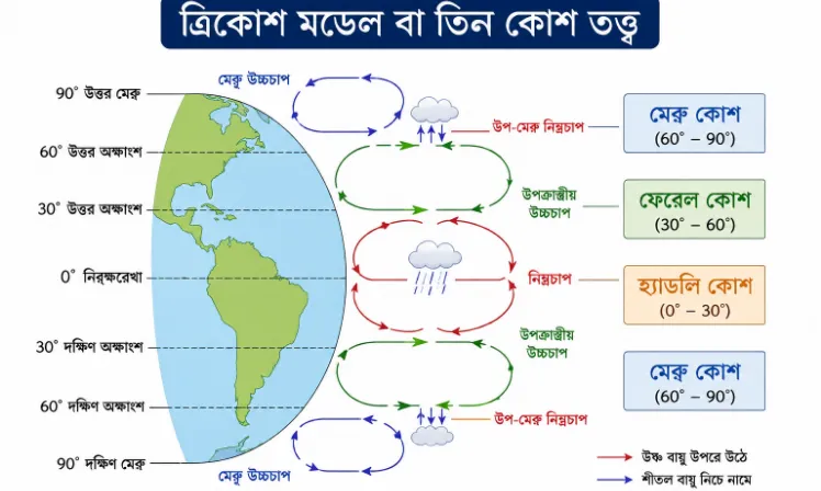 ত্রিকোশ মডেল বা তিন কোশ তত্ত্ব(Tri-cellular Model)