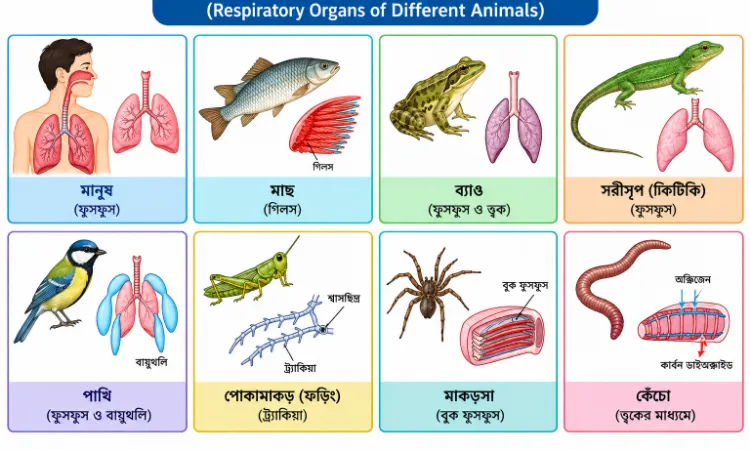 বিভিন্ন প্রাণীর শ্বসন অঙ্গ (Respiratory Organs of Different Animals)