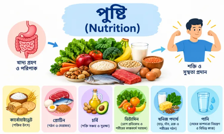 পুষ্টি (Nutrition) – সংজ্ঞা, প্রকারভেদ, পুষ্টি উপাদান ও গুরুত্বপূর্ণ তথ্য