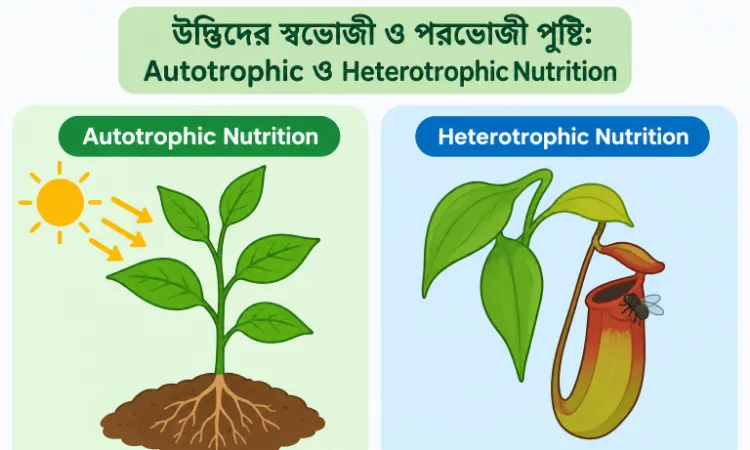 উদ্ভিদের স্বভোজী ও পরভোজী পুষ্টি: Autotrophic ও Heterotrophic Nutrition