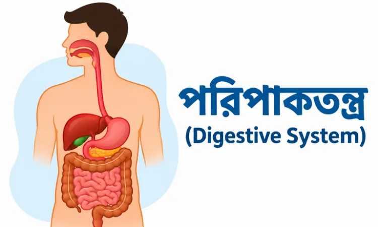 পরিপাকতন্ত্র (Digestive System) – গঠন, অঙ্গ, এনজাইম ও পরিপাক প্রক্রিয়া