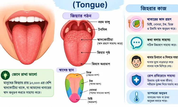 জিহ্বা (Tongue) — গঠন, প্রকারভেদ, কাজ